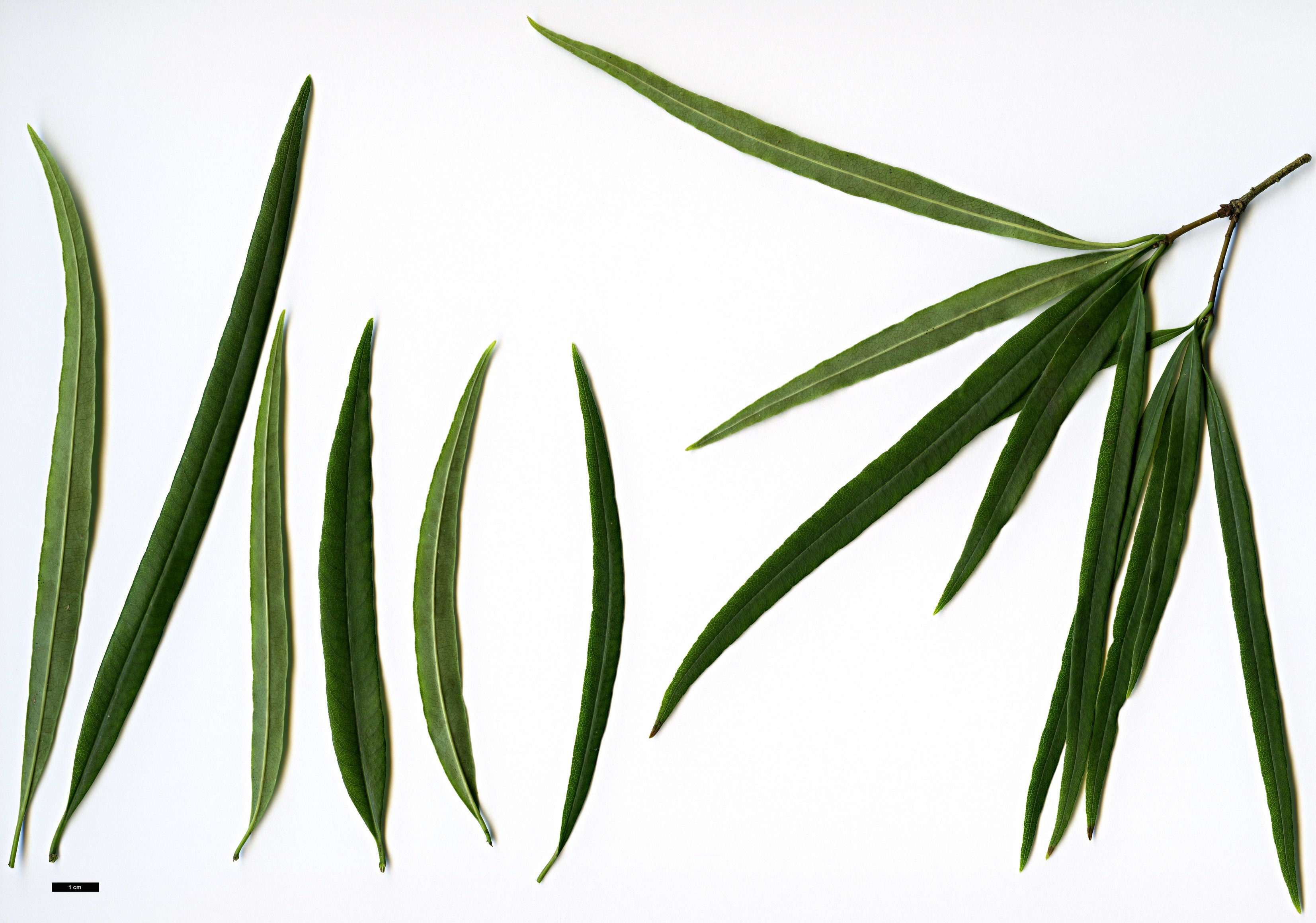 High resolution image: Family: Pittosporaceae - Genus: Pittosporum - Taxon: illicioides - SpeciesSub: var. angustifolium